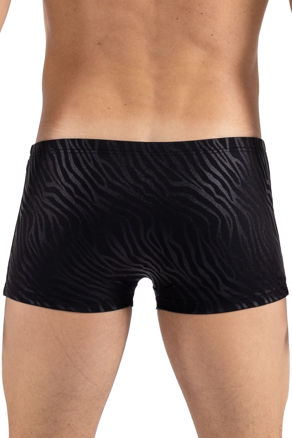 Boxer noir gold Zebra