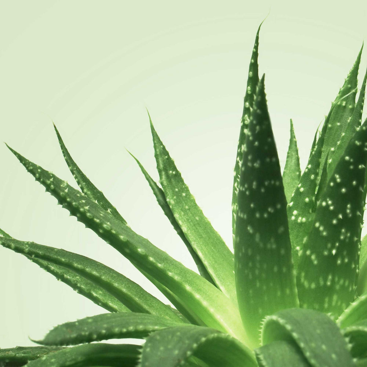 Mixgliss Gel de massage - NU Aloe Vera - 1000 ml